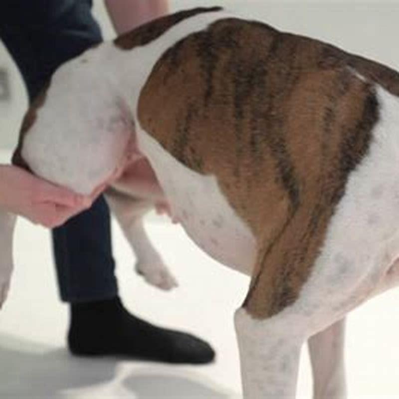 What to do with a dog that is choking?