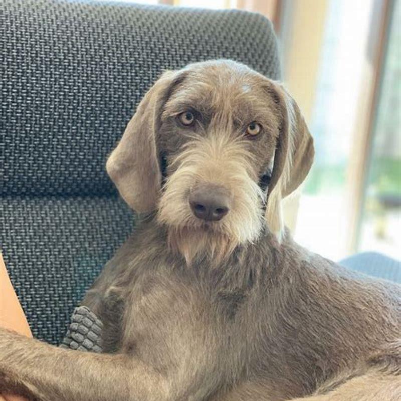 What two breeds make a Weimaraner?