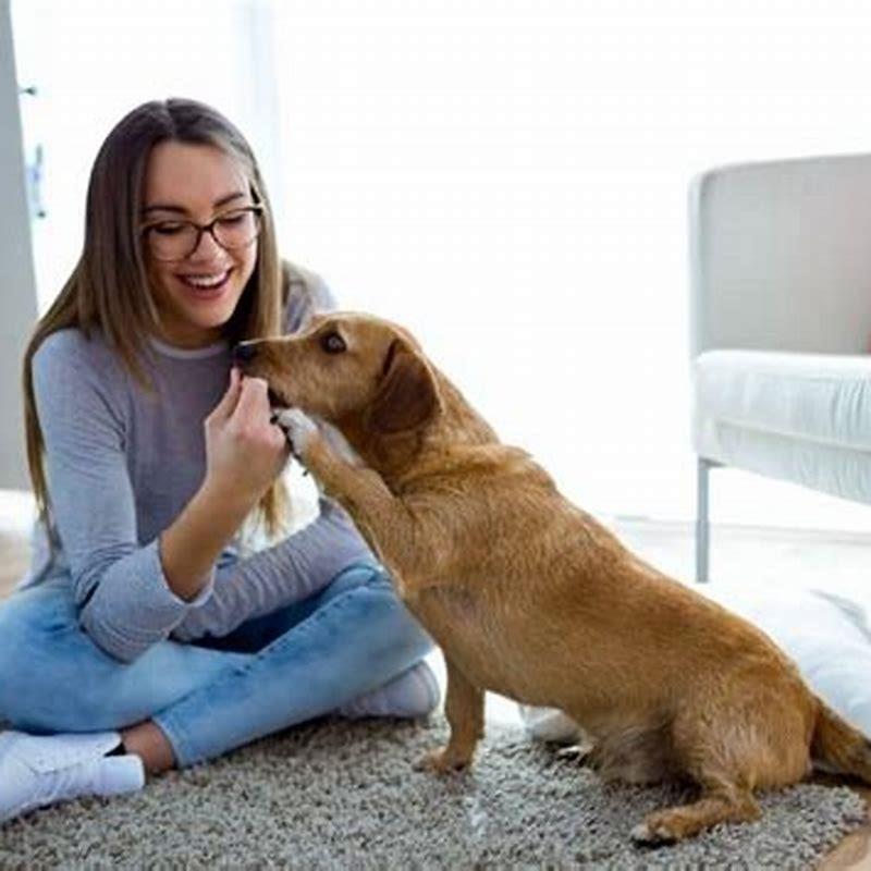 Why you shouldn’t let your dog on the couch?