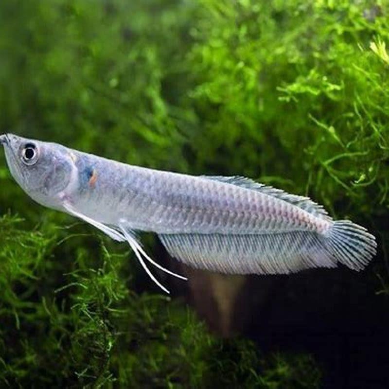 Are silver arowana freshwater fish?