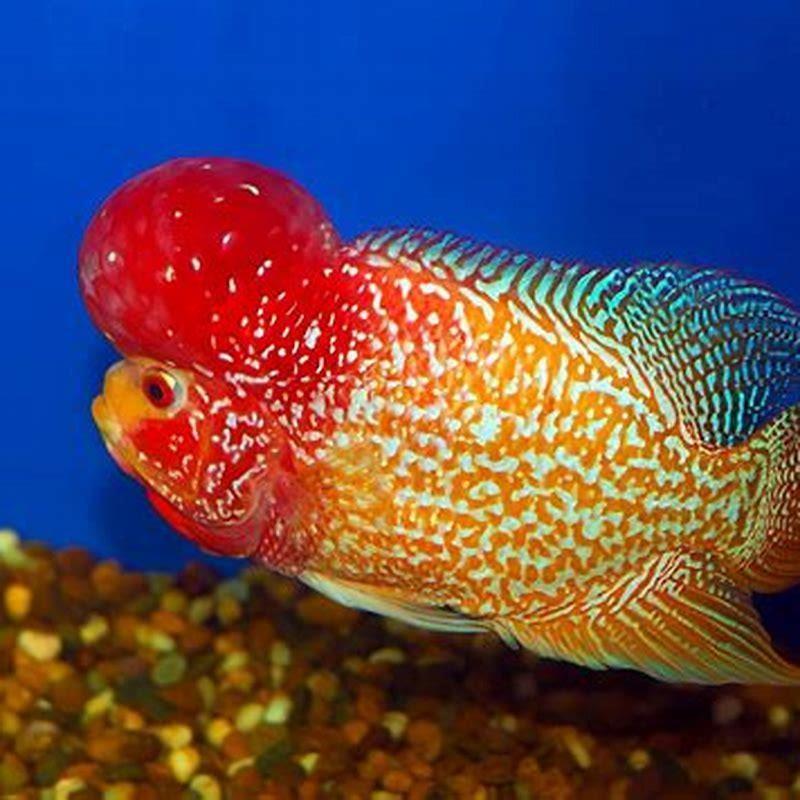 Can flowerhorn fish breed? - DIY Seattle