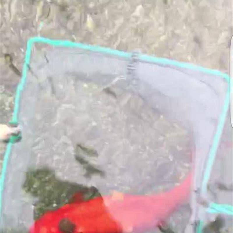 Can Goldfish Get Carp Pox DIY Seattle Can Goldfish Get Carp Pox DIY Seattle