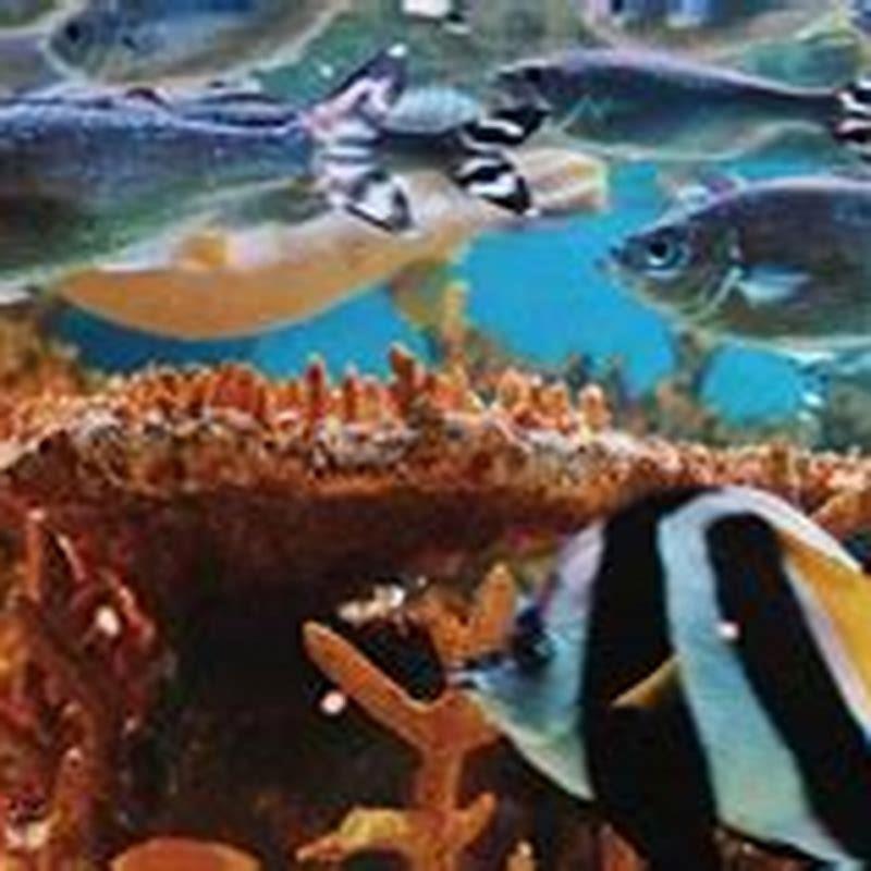 Can you use a canister filter for a reef aquarium?