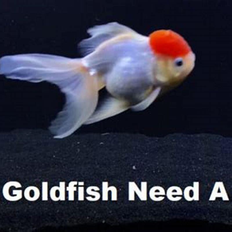 Do goldfish need a filter in their tank? - DIY Seattle