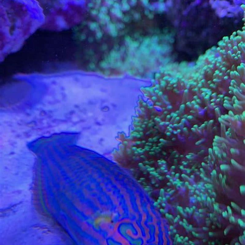 Do wrasse laying on sand?