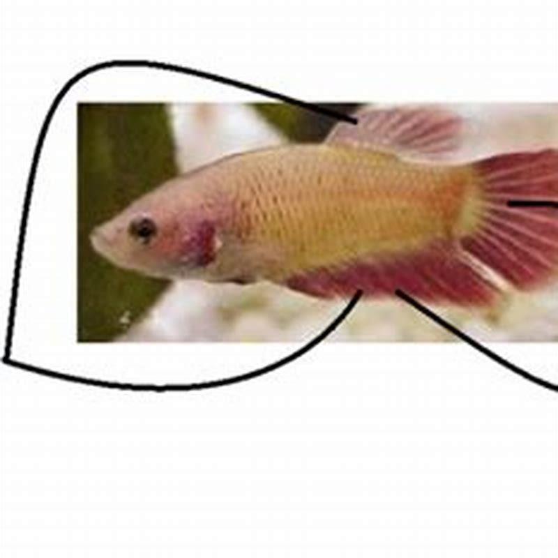 How big of a tank do I need for 2 bettas?