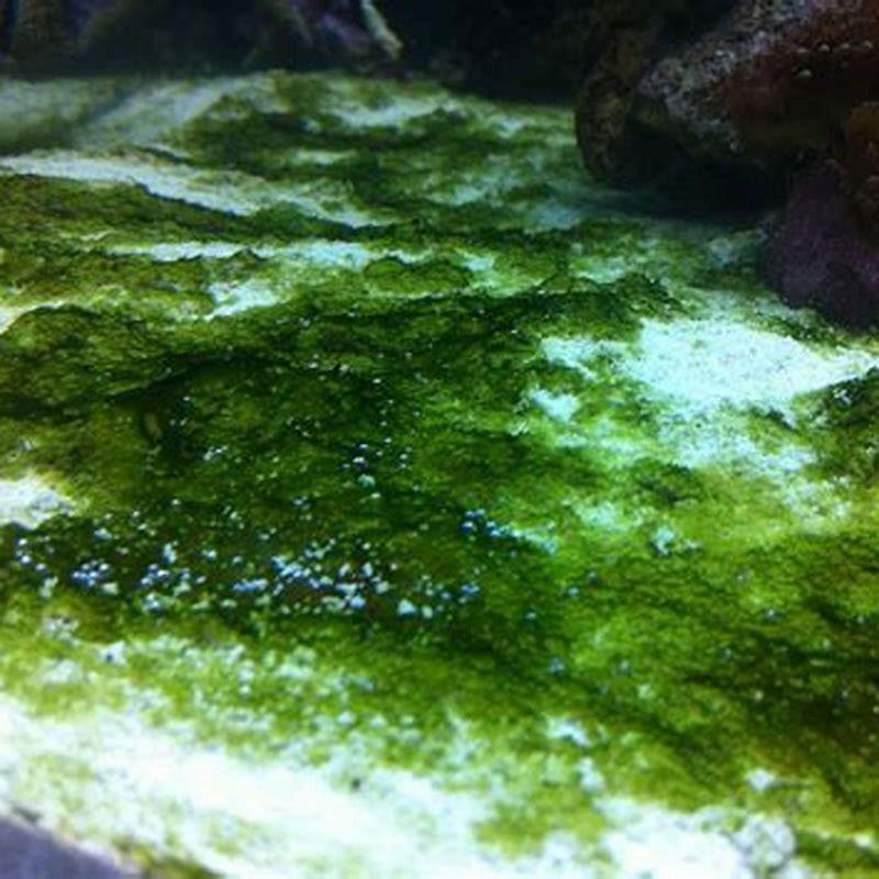 How do I get rid of green water in my freshwater aquarium?