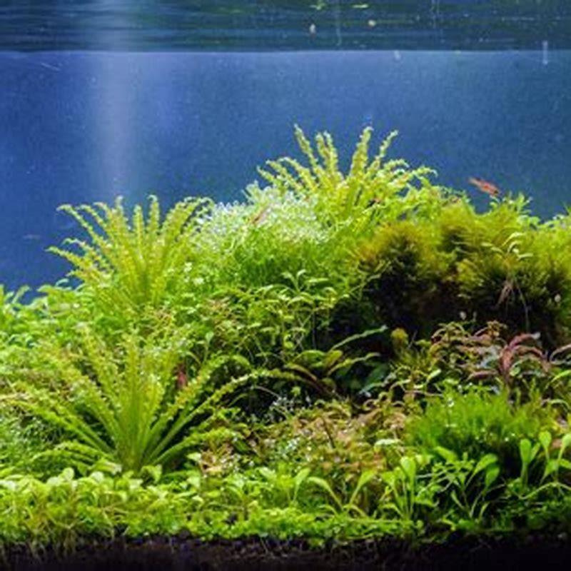 How do you plant aquarium plants in substrates?