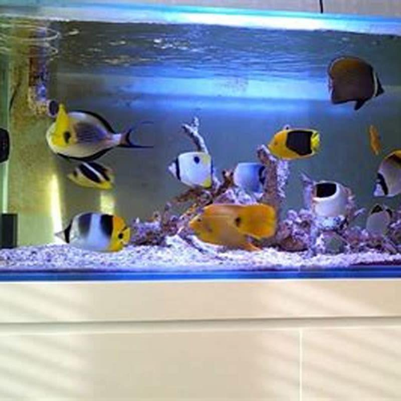 how-do-you-set-up-a-saltwater-fish-tank-diy-seattle