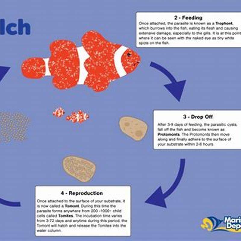 How do you treat live rock in a saltwater tank?