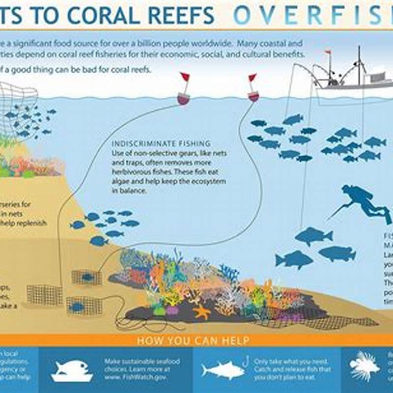 How does the loss of coral affect fish? - DIY Seattle
