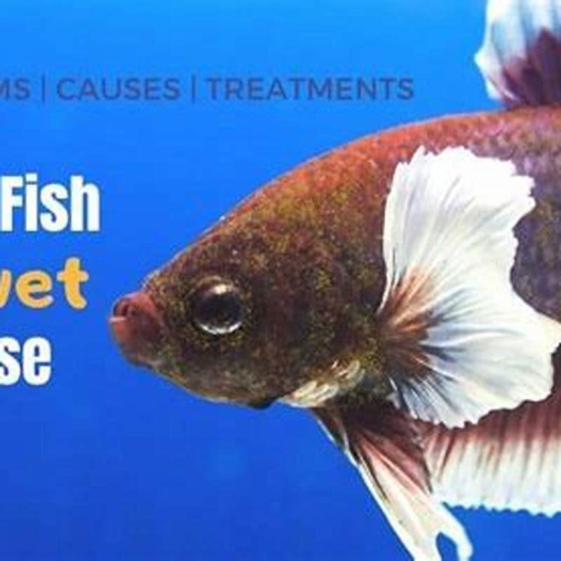 How long can a fish live with velvet?