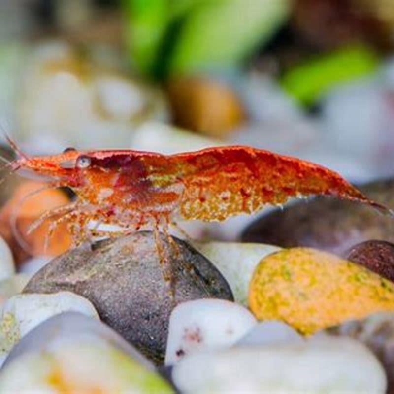 How long do saltwater shrimp live?