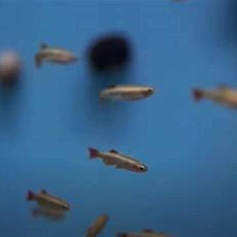 How many white cloud minnows are there?