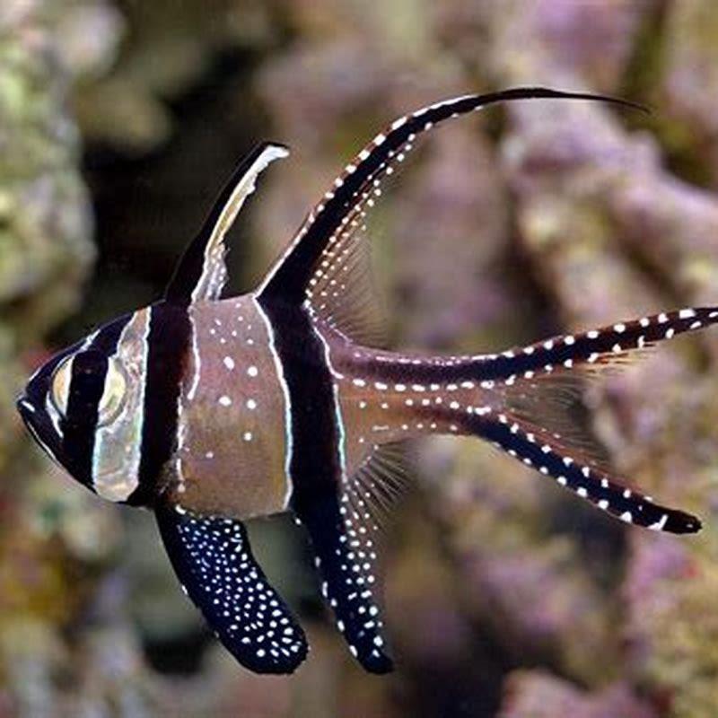 Is a cardinal a tropical fish?