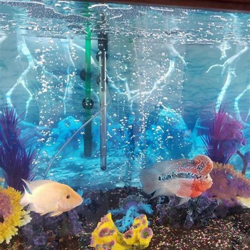 What do I do if my fish tank has high nitrates? DIY Seattle