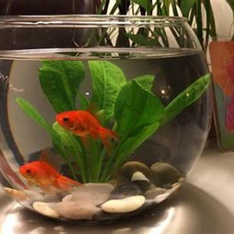 What fish can live in a bowl without oxygen? - DIY Seattle