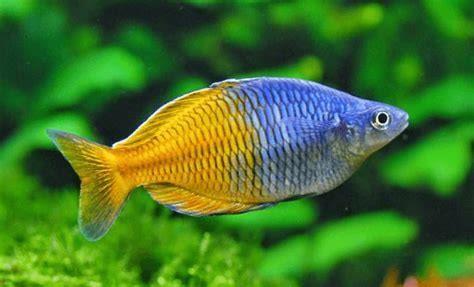 What is a Rainbow fish Called? - DIY Seattle