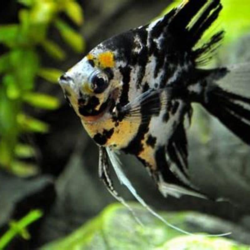 What size tank do you need for freshwater fish?