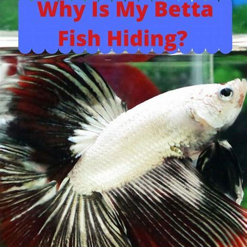 Why is my fish hiding? - DIY Seattle