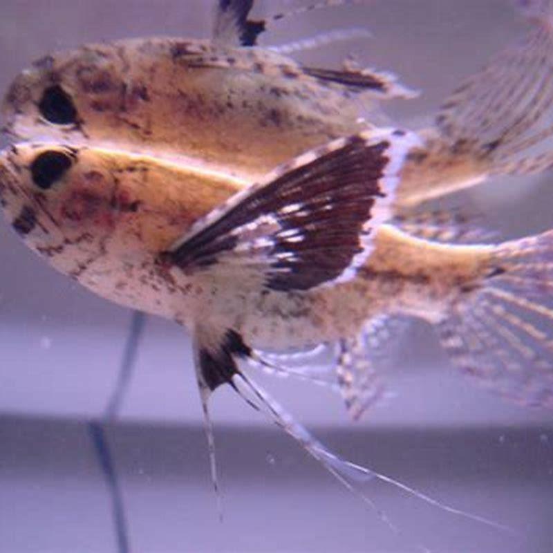 Are African Butterfly Fish poisonous?