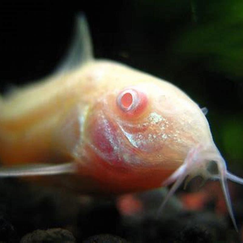 Are albino Cory catfish blind?