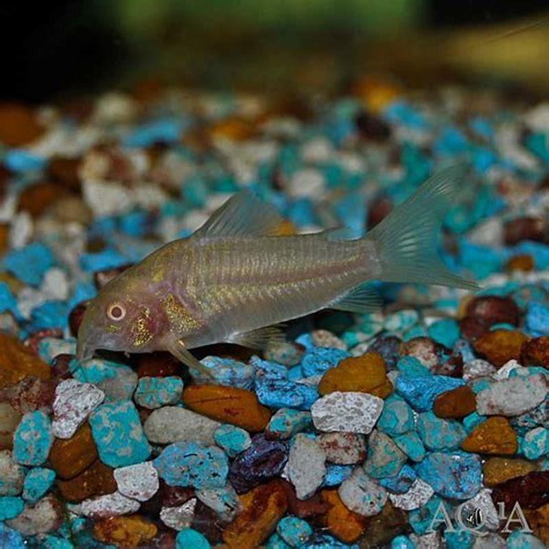 Are albino corys Hardy?
