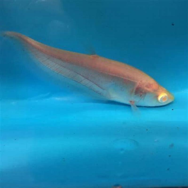 Are albino stingrays rare?