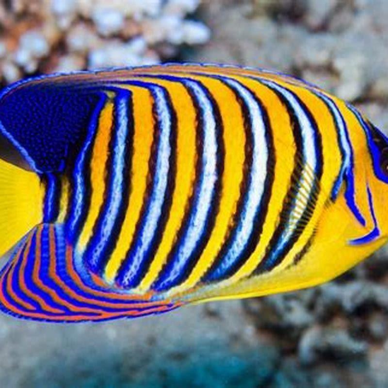 Are angelfish high maintenance?