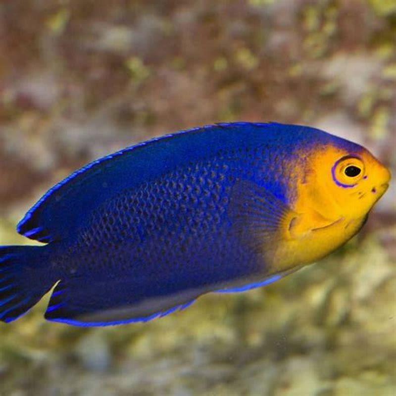 Are angelfish lucky?