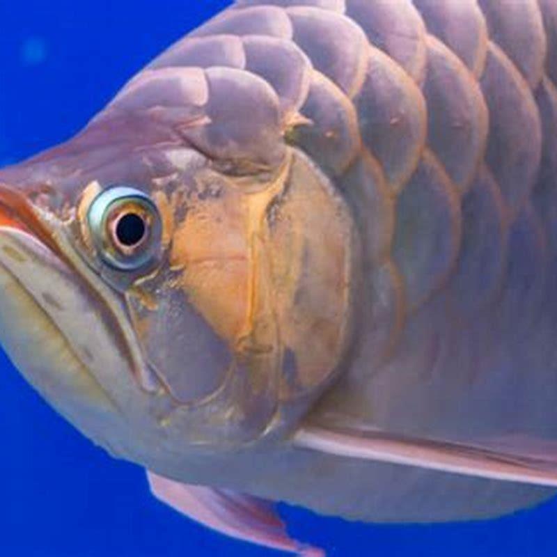 Are any Arowana legal in US?