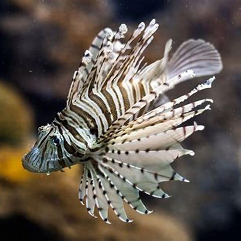 Are any butterflyfish reef safe?