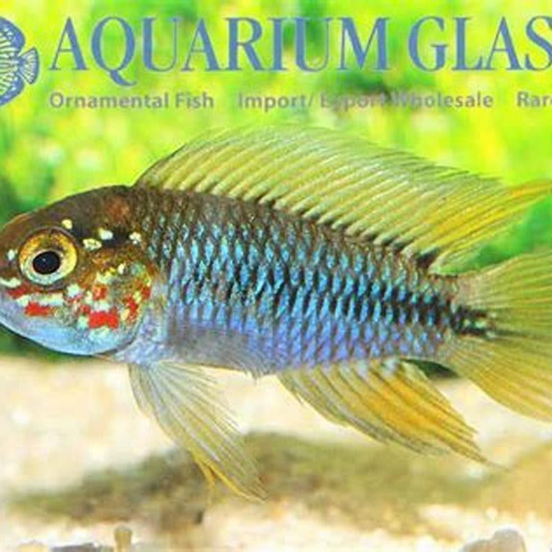 Are Apistogrammas hard to keep?