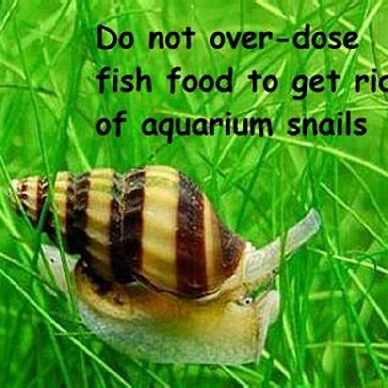 are-aquarium-snails-harmful-to-fish-diy-seattle