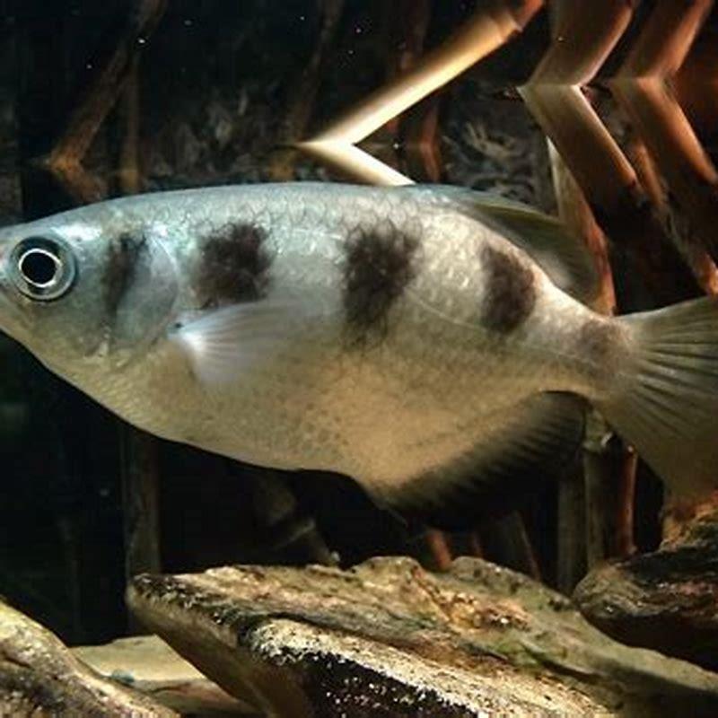Are Archerfish aggressive?