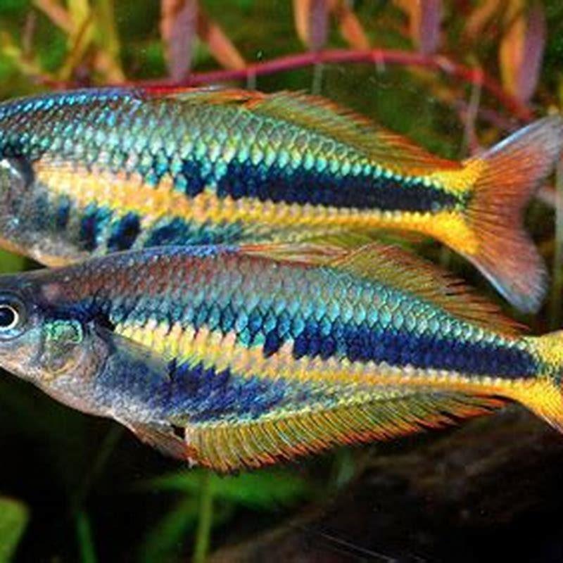 Are Australian Rainbow Fish aggressive?