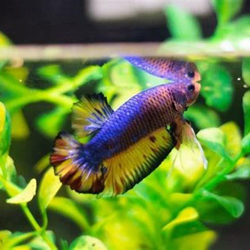 are-betta-fish-happy-when-they-swim-a-lot-diy-seattle