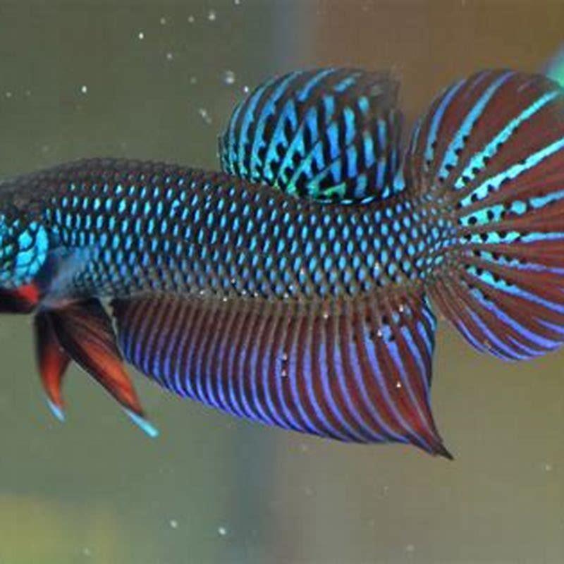 Are Betta smaragdina aggressive?