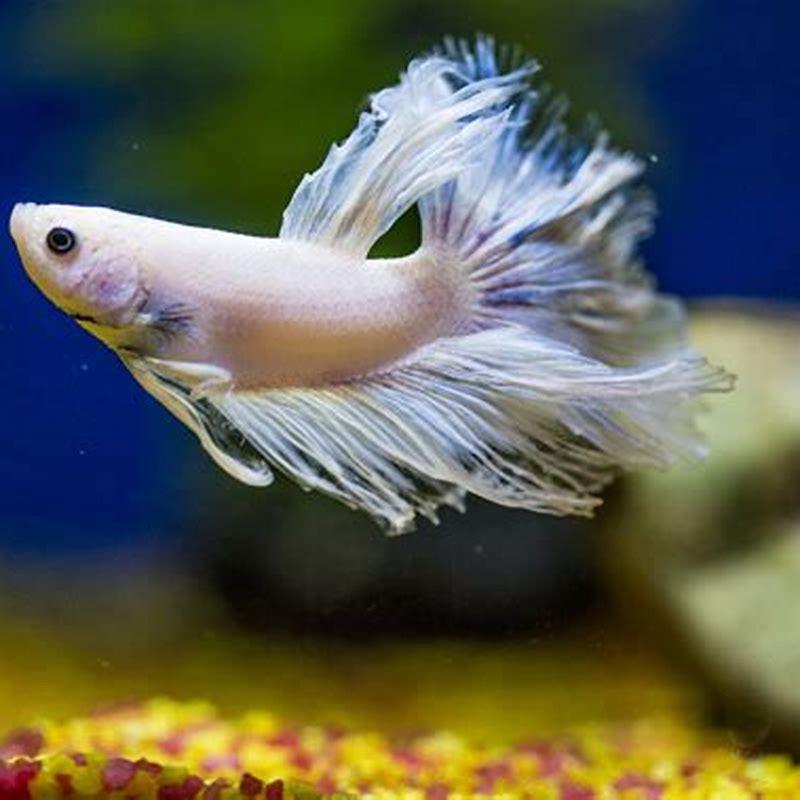 Are bettas friendly to humans?