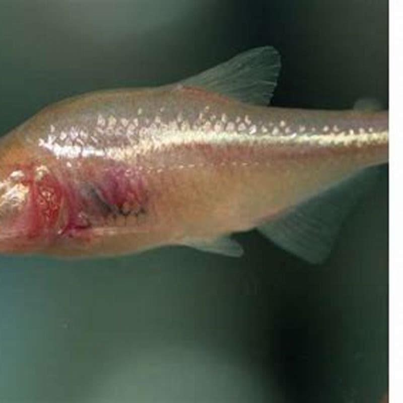 Are blind cave tetras really blind?