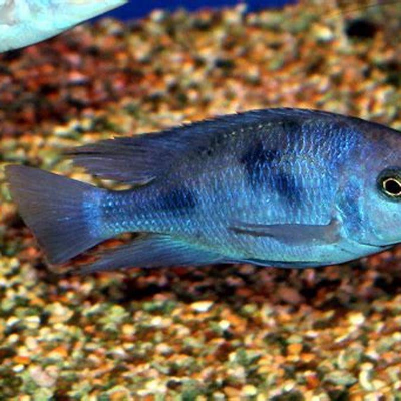 Are Blue Dolphin cichlids aggressive?
