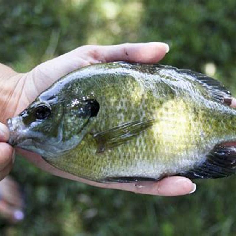 Are bluegill fish healthy to eat? DIY Seattle