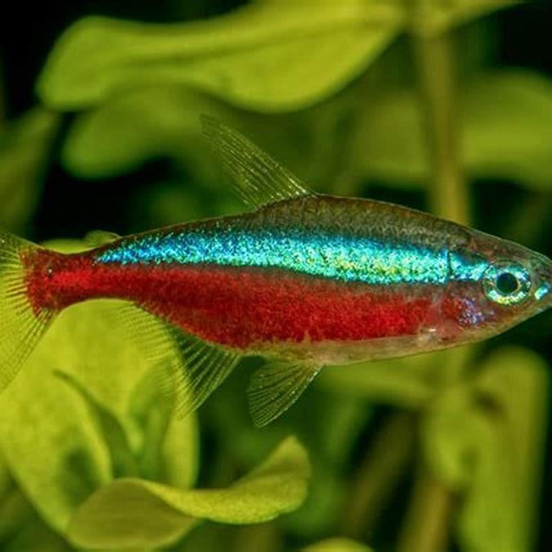Are cardinal tetras more hardy than neon tetras?