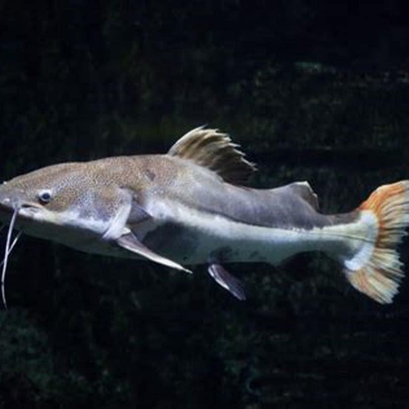 Are catfish hard to take care of?