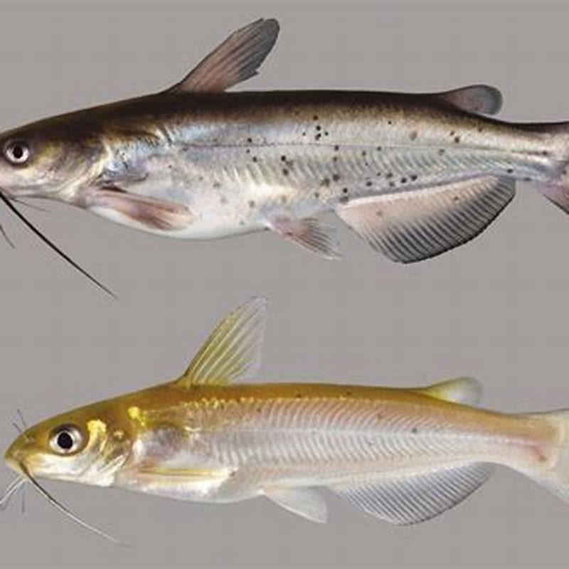 Are channel catfish endangered?