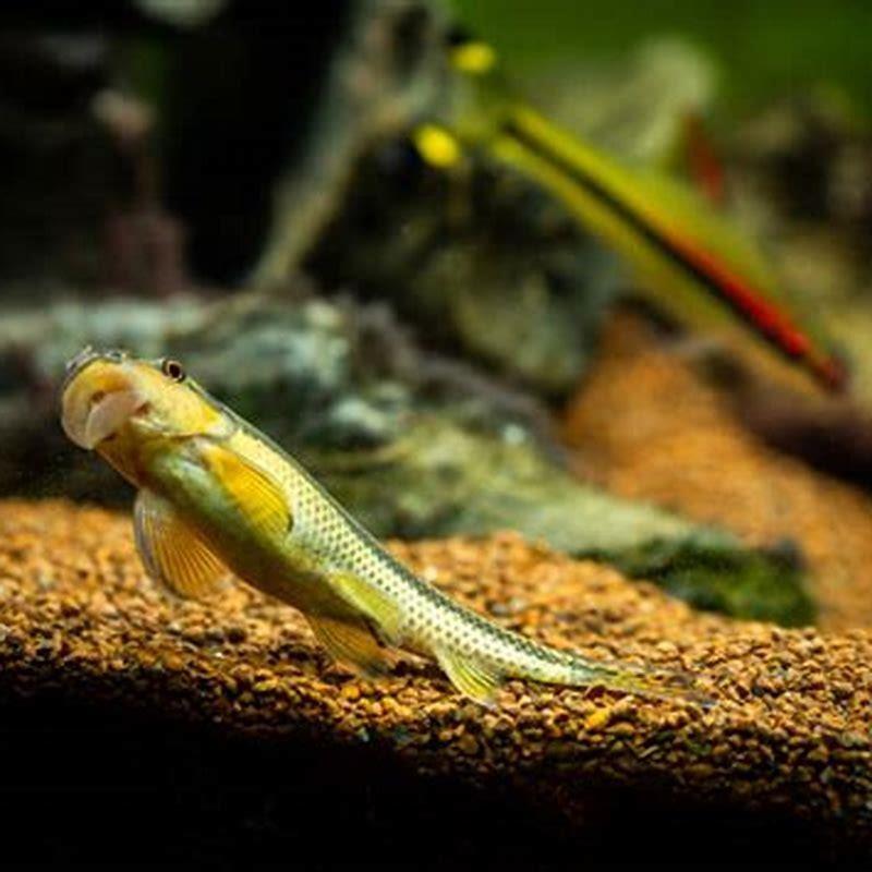 Are Chinese algae eaters schooling fish?