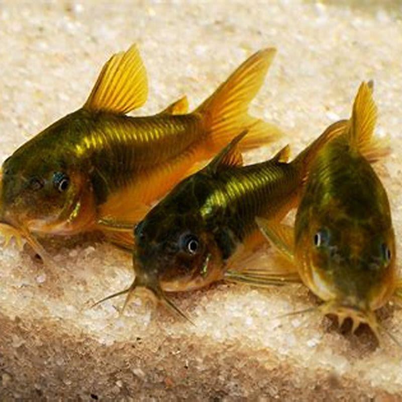 Are cory catfish better in pairs?
