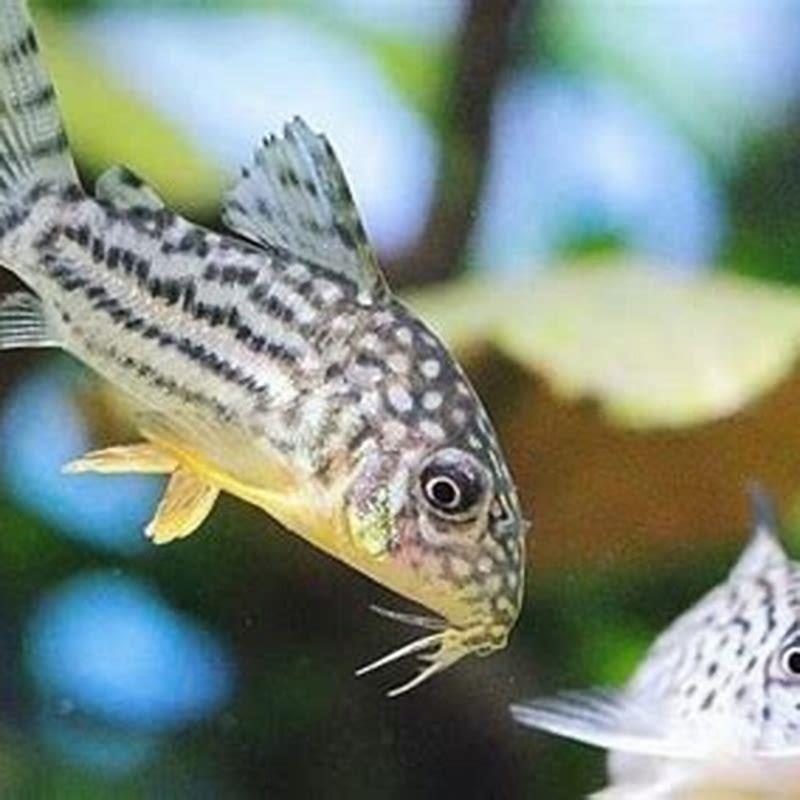 Are Cory catfish sensitive to nitrates?