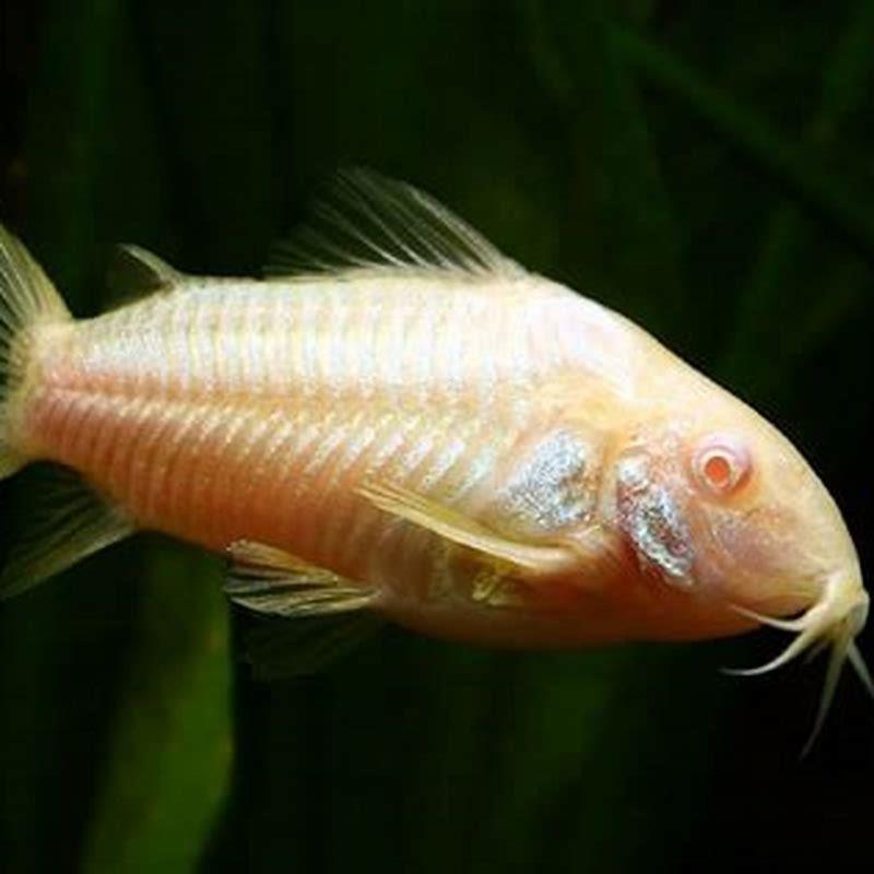 Are Corydoras Hardy?