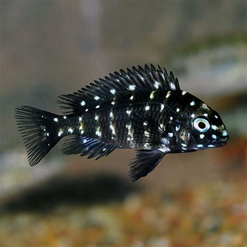 Are Duboisi cichlids aggressive?